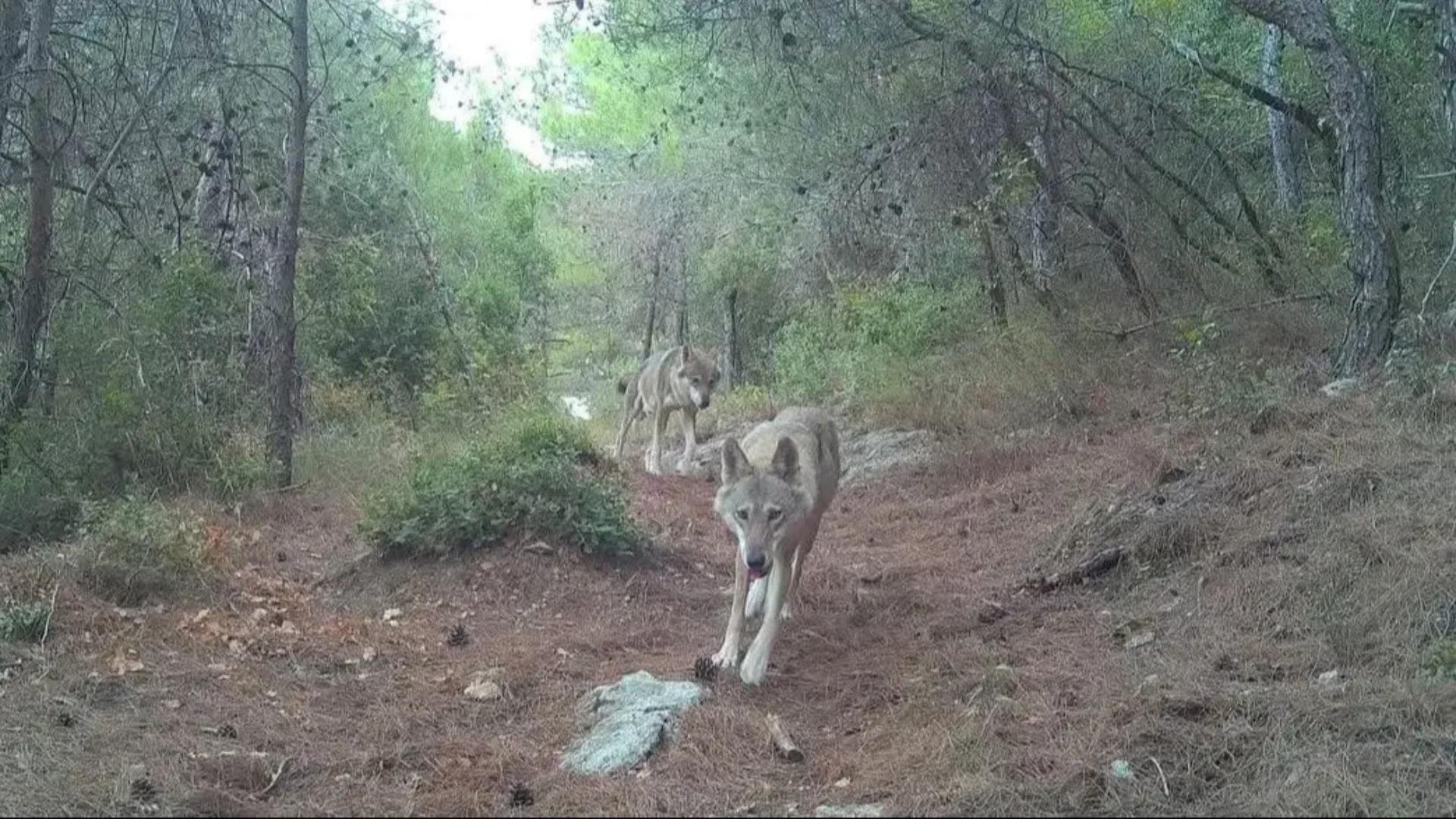 Rare Sighting: Two Grey Wolves Spotted in Akkar for the First Time in Years